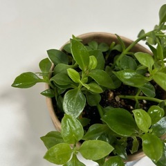 多肉植物 ベビーサンローズ の画像