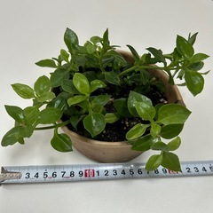 多肉植物 ベビーサンローズ の画像