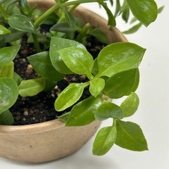 多肉植物 ベビーサンローズ の画像
