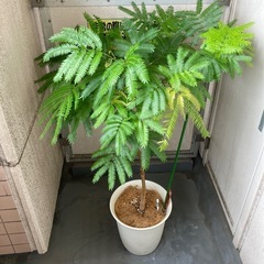 【値下げ済】エバーフレッシュ の画像