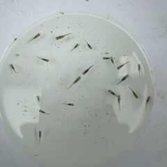 ③【今なら３匹追加】黒百式メダカの稚魚（１cm前後）７匹（容器付き：３枚目写真）の画像
