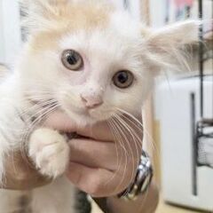 白茶長毛のオス子猫ふわもこです