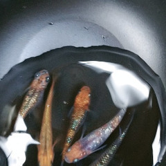 ✨💍✨ラメミックスメダカ✨💍✨稚魚10匹✨💍✨の画像