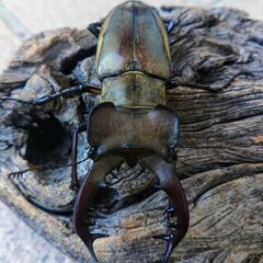特大天然ミヤマクワガタの画像