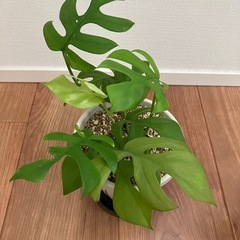 モンステラ&サンスベリア　4号鉢の画像