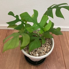 モンステラ&サンスベリア　4号鉢の画像