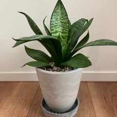 モンステラ&サンスベリア　4号鉢の画像