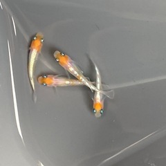 お買い得★メダカ★ダイアナ妃の画像