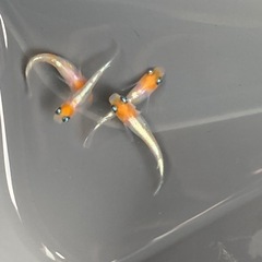値下げ★メダカ★ダイアナ妃