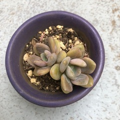 多肉植物・月花美人