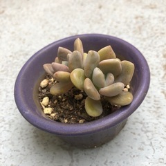 多肉植物・月花美人の画像