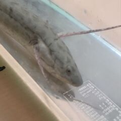 肺魚　プロトプテルスアネクテンスの画像