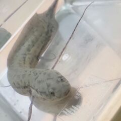 肺魚　プロトプテルスアネクテンスの画像