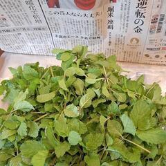 ハーブなど🎶香りの3点セットの画像