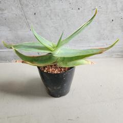 アロエ　ストリアタ