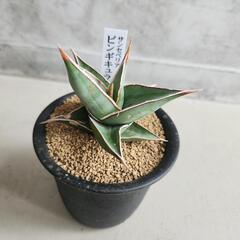 サンセベリア　ピンギキュラ