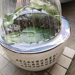 メタカ鉢　睡蓮鉢　使い方色々　玄関や庭にどうぞ！の画像