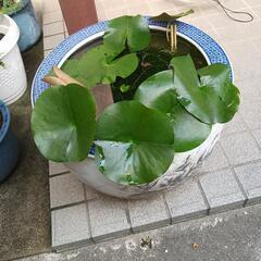 メタカ鉢　睡蓮鉢　使い方色々　玄関や庭にどうぞ！の画像
