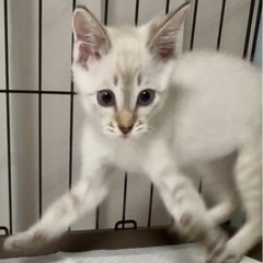 遊びたい盛りのシャムミックス - 猫