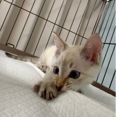 遊びたい盛りのシャムミックス