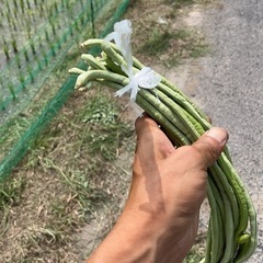 無農薬ささげ1kg
