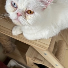 オッドアイ スコティッシュ1才の男の子