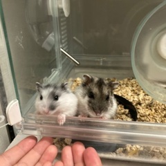 生後1ヶ月のハムスター