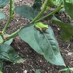 無農薬　　ささげ1kg