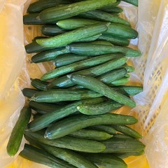 みずみずしい新鮮なきゅうり　10本の画像