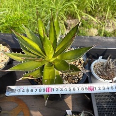 アガベ　ホリダ　イラン産の画像