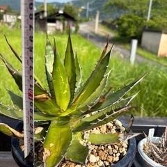 アガベ　ホリダ　イラン産の画像
