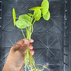 水草　ウォーターコイン　10株＋α 
