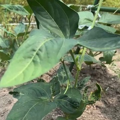 無農薬　　ささげ1kgの画像