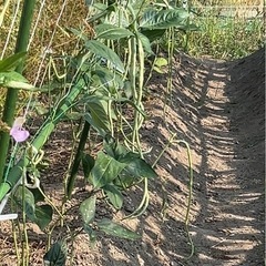 無農薬　　ささげ1kgの画像