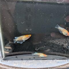 【しー様商談中】天照　成魚　トリオ