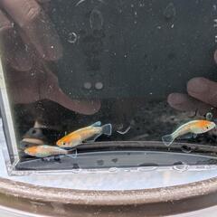 【しー様商談中】天照　成魚　トリオの画像