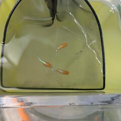 【しー様商談中】天照　成魚　トリオの画像