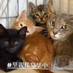 3兄弟とママ😺　7/27譲渡会参加予定