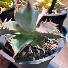 アガベ　オテロイ　実生の画像