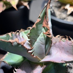 アガベ　オテロイ　実生の画像