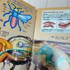 美品　小学館の図鑑　５冊　　　の画像