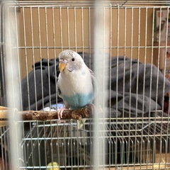 インコ2羽🦜生後4ヶ月弱里親募集修了しました。