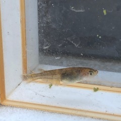値下げ★メダカ★赤虎