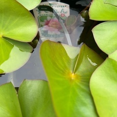 水蓮　大きめのです！の画像