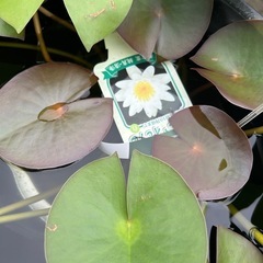 水蓮　大きめのです！の画像