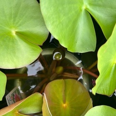 水蓮　大きめのです！の画像