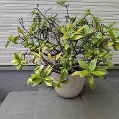 沈丁花（だと思います）あげます