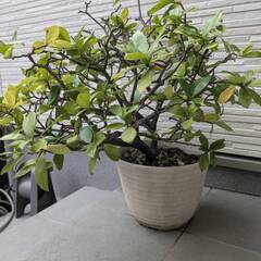沈丁花（だと思います）あげますの画像
