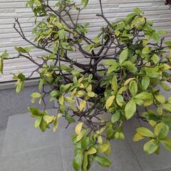 沈丁花（だと思います）あげますの画像