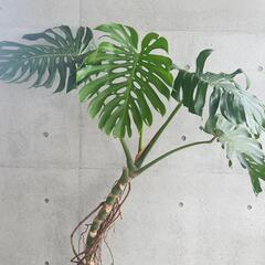 モンステラ　幹あがりの画像